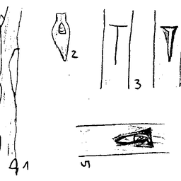 1q