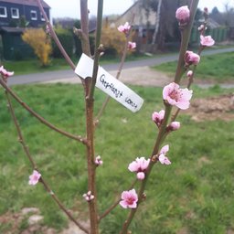 Obstbaum