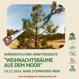 Arbeitseinsatz Weihnachtsbäume aus dem Moor
