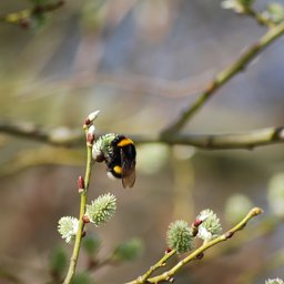 Hummel