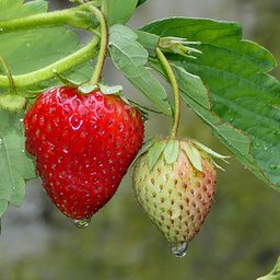 Die Erdbeersaison beginnt