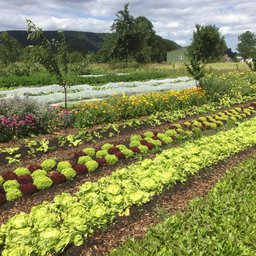 AugustSeminarnodigmarketgarden.jpg