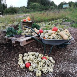 Bild JANUN Herbstferienprogramm