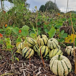 Herbstfest-Website
