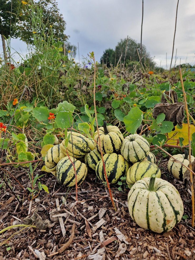 Herbstfest-Website