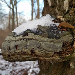 Winterwanderung_BUJU.jpg