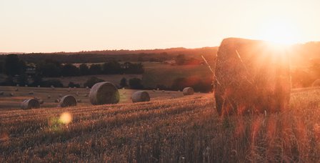 cornfield