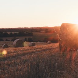 cornfield