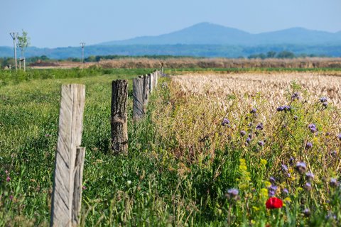 fence-post-5122138_1920.jpg