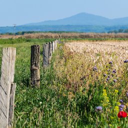 fence-post-5122138_1920.jpg