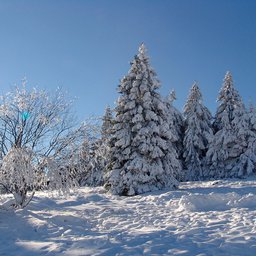 Harz