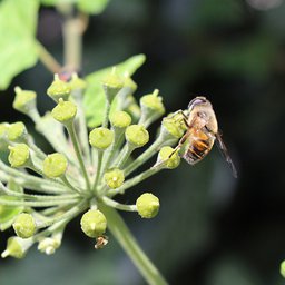 Bienen