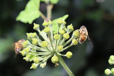 Bienen