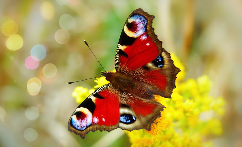 Tagpfauenauge Schmetterling