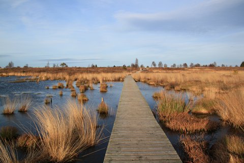 Hochmoor Beispiel