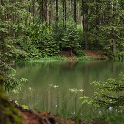 Wald