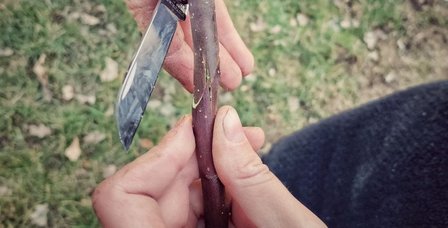 Kopulation mit Gegenzunge- Veredelung