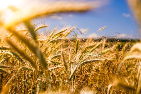 cornfield