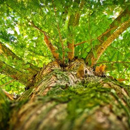 Baum