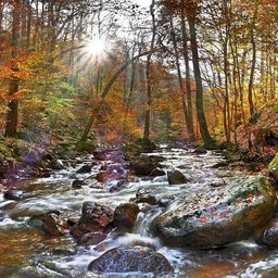 wald