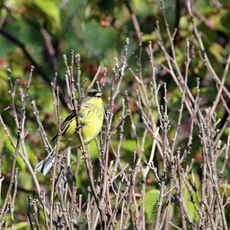 Frühlingsbeginn & Vogel