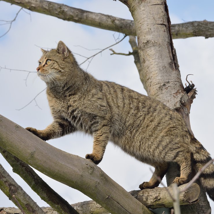 wildkatze_klettert_thomas_stephan
