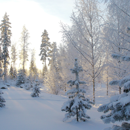 winterwald