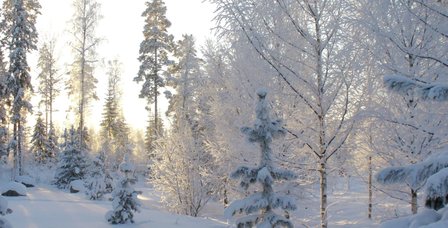 winterwald